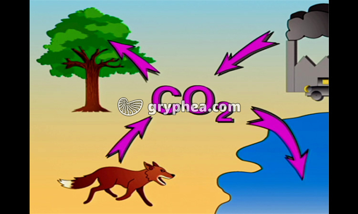 Le cycle du carbone et ses principales étapes - extrait - gryphea.com